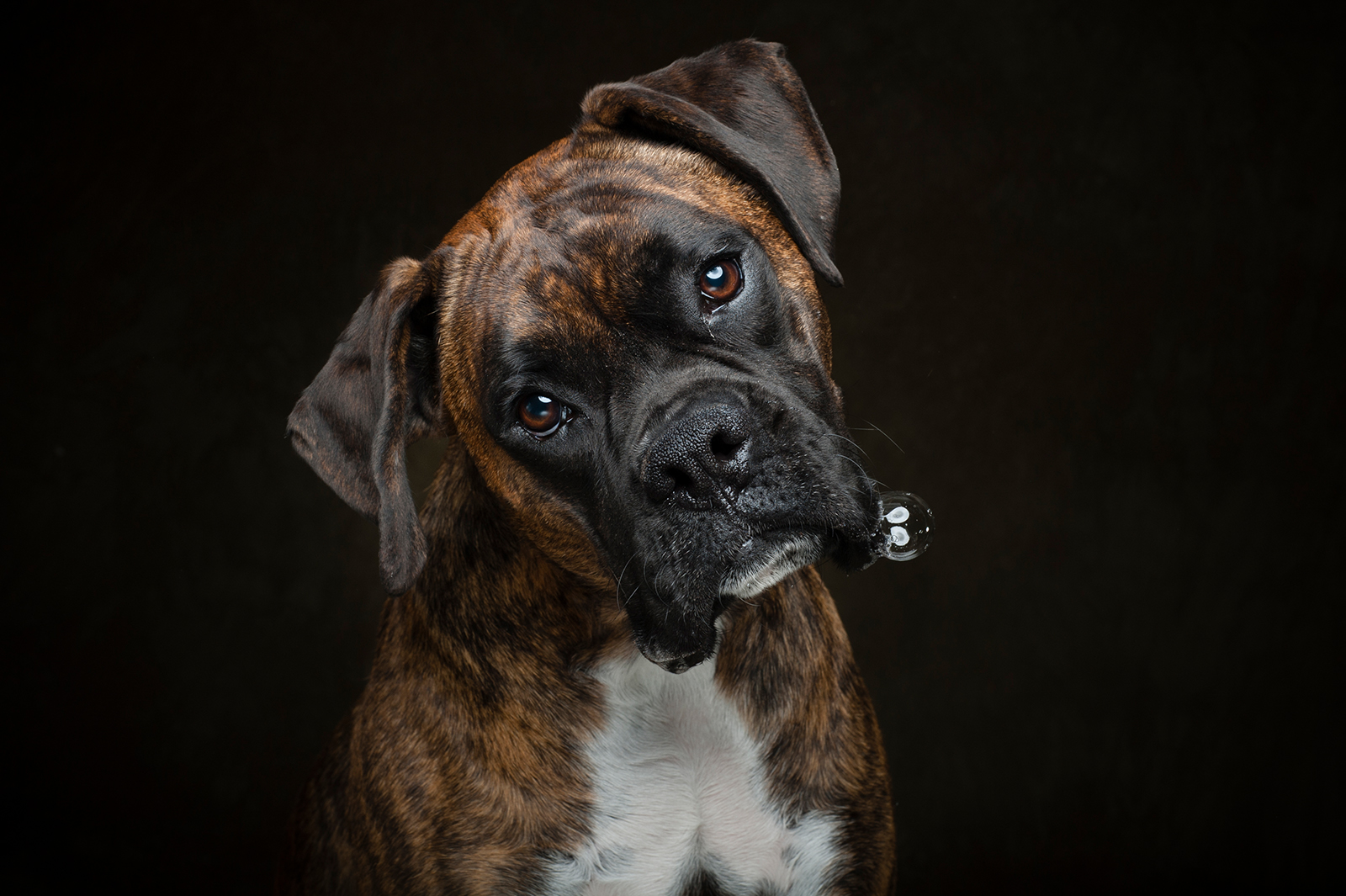 Jason Millstein Photography - Arizona's best Animal and Pet Photographer