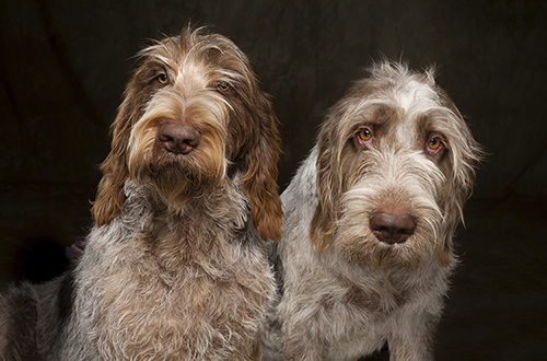 Jason Millstein Photography - Paradise Valley Portrait & Pet